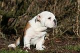 BULLDOG ANGLAIS 047